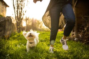 Exercise and Mental Stimulation for Dogs
