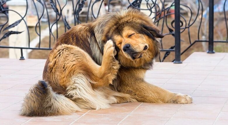 Say Goodbye to Fleas